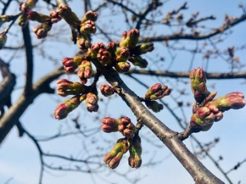 今朝の「さくら」