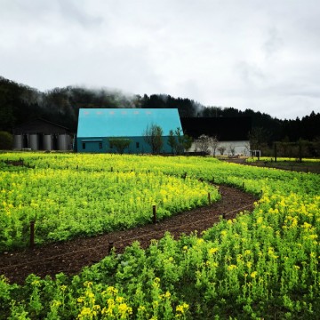 食堂前菜の花畑咲き始め