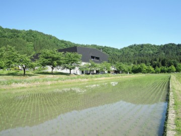 ガーデン山野草咲き始め