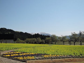 食堂前菜の花畑が見頃を迎えております