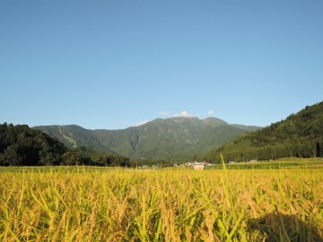 コスモス畑咲き始め