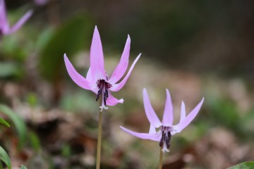 六万騎山のカタクリ