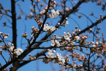 桜開花しました