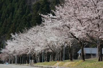 桜の見頃が近づいています