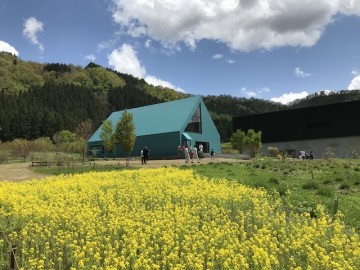 食堂前菜の花畑が見頃となりました