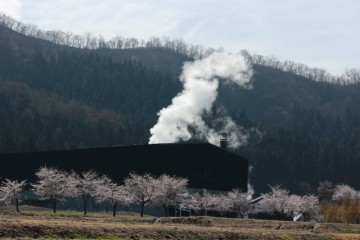 桜が見頃を迎えています