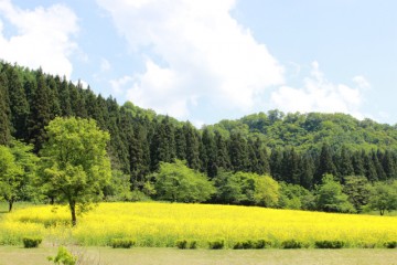 雪花の丘の菜の花畑見頃です