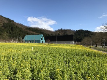 食堂前菜の花３分咲きです