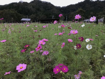 コスモスエリア開花状況