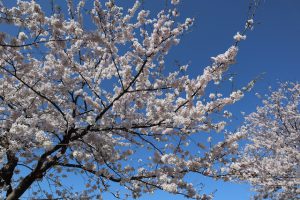 桜（ソメイヨシノ）は現在9分咲きです