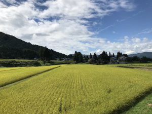 食堂前コスモス畑は9月中旬-下旬見頃の予定です